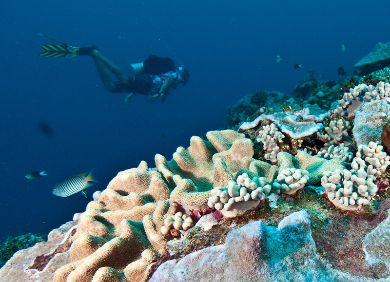 Marvel at Fiji's pristine reefs