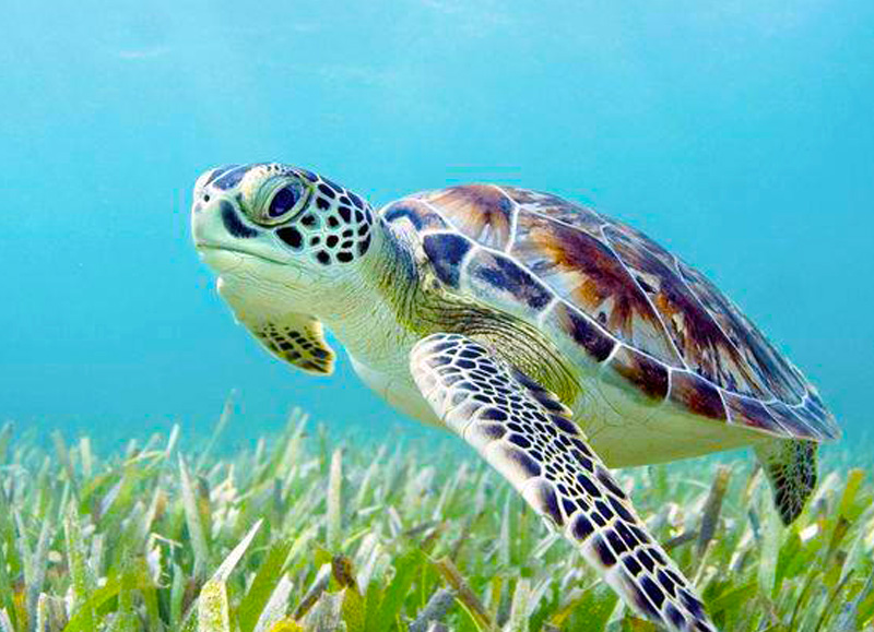 Turtle Swimming Diveaway Fiji