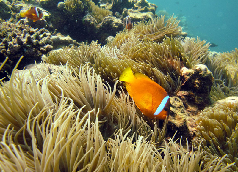 Stunning Marine Life